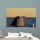 Adult Southern Right Whale Wall Decal Design 1