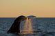 Adult Southern Right Whale Wall Decal Design 1