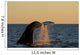 Adult Southern Right Whale Wall Decal Design 1