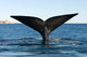 Tail Fluke Southern Right Wall Decal Design 1
