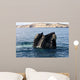Southern Right Whale with Wall Decal Design 1