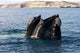 Southern Right Whale with Wall Decal Design 1