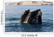 Southern Right Whale with Wall Decal Design 1