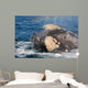 Headshot Southern Right Whale Wall Decal