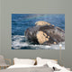 Headshot Southern Right Whale Wall Decal