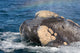 Headshot Southern Right Whale Wall Decal