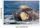 Headshot Southern Right Whale Wall Decal