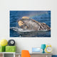 Head Southern Right Whale Wall Decal Design 3