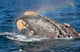 Head Southern Right Whale Wall Decal Design 3