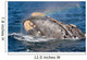 Head Southern Right Whale Wall Decal Design 3