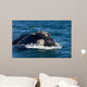 Head Southern Right Whale Wall Decal Design 2