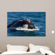 Head Southern Right Whale Wall Decal Design 2