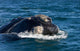Head Southern Right Whale Wall Decal Design 2
