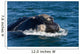 Head Southern Right Whale Wall Decal Design 2
