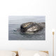 Head Southern Right Whale Wall Decal Design 1