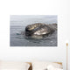 Head Southern Right Whale Wall Decal Design 1