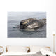 Head Southern Right Whale Wall Decal Design 1