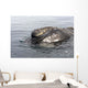Head Southern Right Whale Wall Decal Design 1