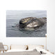Head Southern Right Whale Wall Decal Design 1