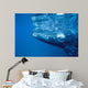 Southern Right Whale Calf Wall Decal Design 1