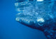Southern Right Whale Calf Wall Decal Design 1