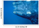 Southern Right Whale Calf Wall Decal Design 1