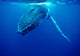 Humpback Whale Tonga Islands Wall Decal Design 2