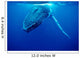 Humpback Whale Tonga Islands Wall Decal Design 2