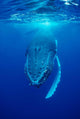 Humpback Whale Megaptera Novaeangliae Wall Decal Design 1