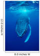Humpback Whale Megaptera Novaeangliae Wall Decal Design 1
