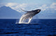 Humpback Whale Breaching inside Wall Decal