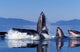 Group Humpback Whale Feeding Wall Decal Design 3