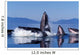 Group Humpback Whale Feeding Wall Decal Design 3