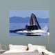 Humpback Whale Feeding from Wall Decal