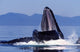 Humpback Whale Feeding from Wall Decal