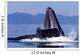 Humpback Whale Feeding from Wall Decal