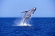Humpback Whale Breaching Lower Wall Decal