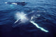 Humpback Whale Resting Gulf Wall Decal Design 2