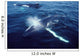 Humpback Whale Resting Gulf Wall Decal Design 2