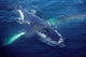 Humpback Whale Resting Gulf Wall Decal Design 1