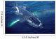Humpback Whale Resting Gulf Wall Decal Design 1