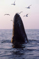 Humpback Whale Gulf Maine Wall Decal