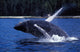 Humpback Whale Calf Breaching Wall Decal