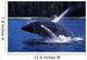 Humpback Whale Calf Breaching Wall Decal