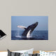 Humpback Whale Breaching Gulf Wall Decal