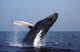 Humpback Whale Breaching Gulf Wall Decal