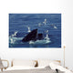 Humpback Whale Feeding Gulf Wall Decal