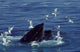 Humpback Whale Feeding Gulf Wall Decal