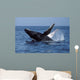 Humpback Whale Breaching Mexico Wall Decal