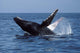 Humpback Whale Breaching Mexico Wall Decal